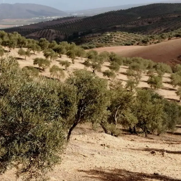 Продажа  жилого участка в Sierra de Yeguas