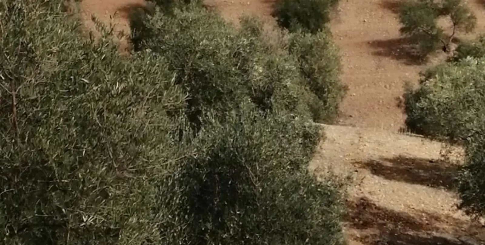 Продажа  жилого участка в Sierra de Yeguas 4