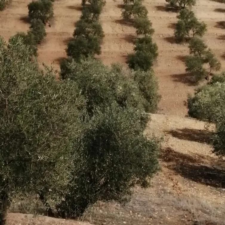 Продажа  жилого участка в Sierra de Yeguas
