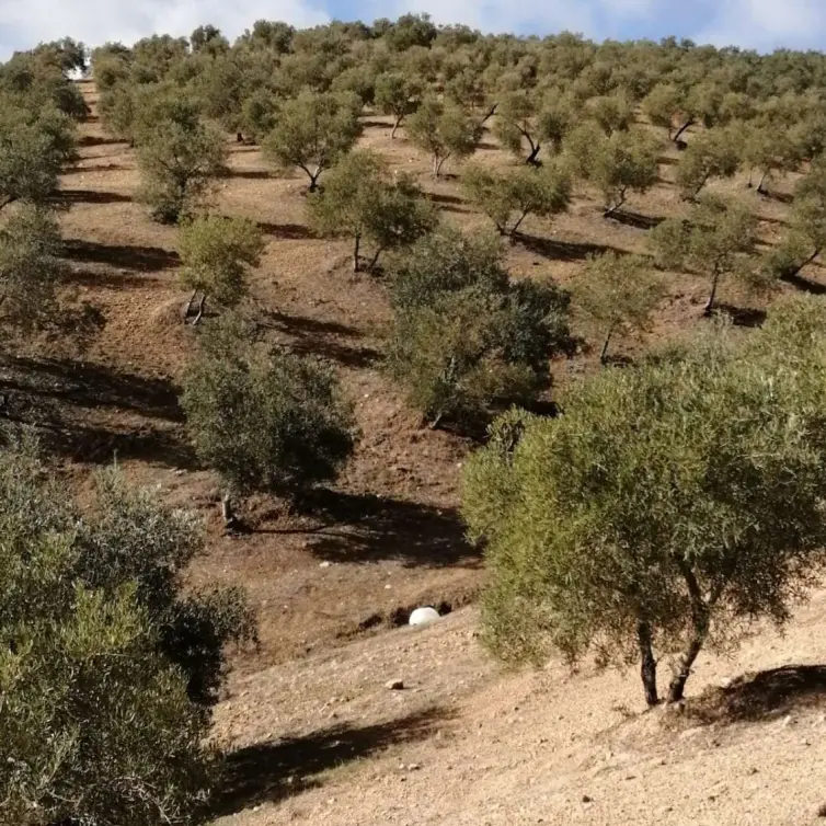 Продажа  жилого участка в Sierra de Yeguas