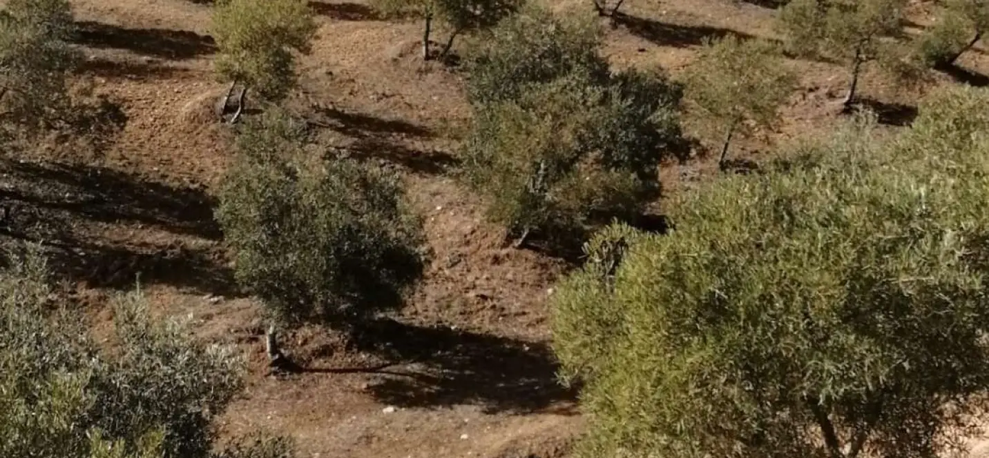 Продажа  жилого участка в Sierra de Yeguas 4