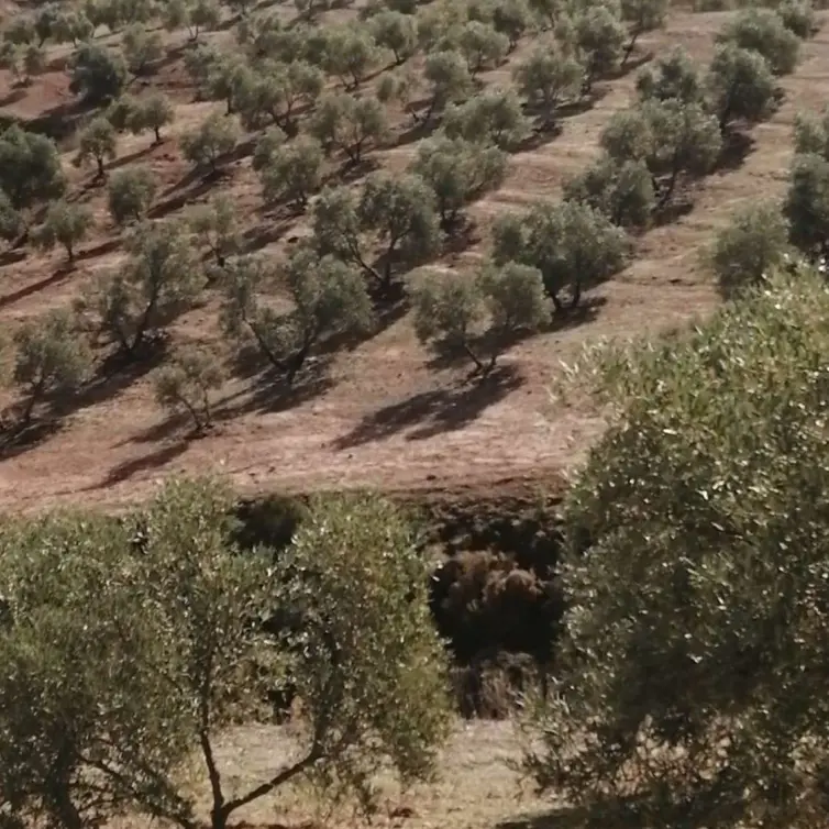 Продажа  жилого участка в Sierra de Yeguas