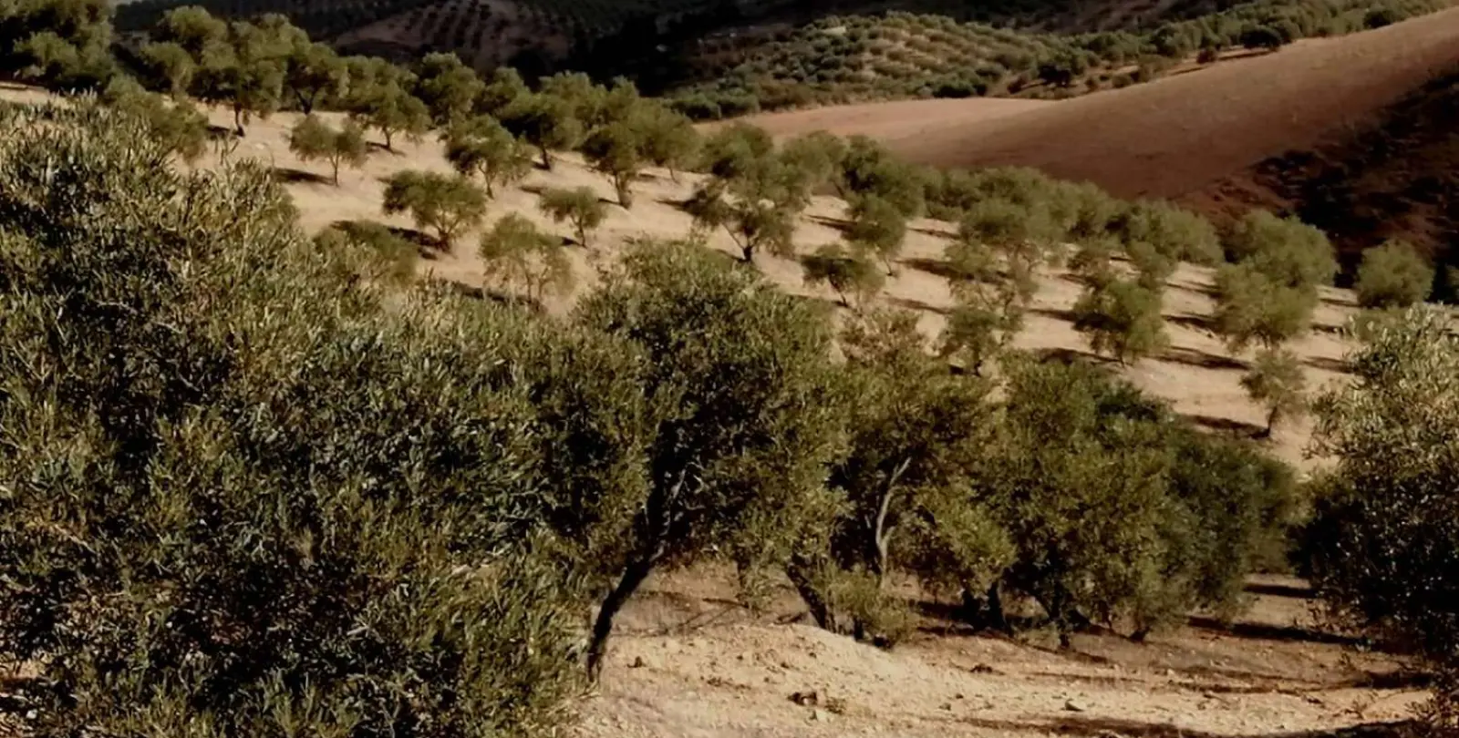 Продажа  жилого участка в Sierra de Yeguas 7