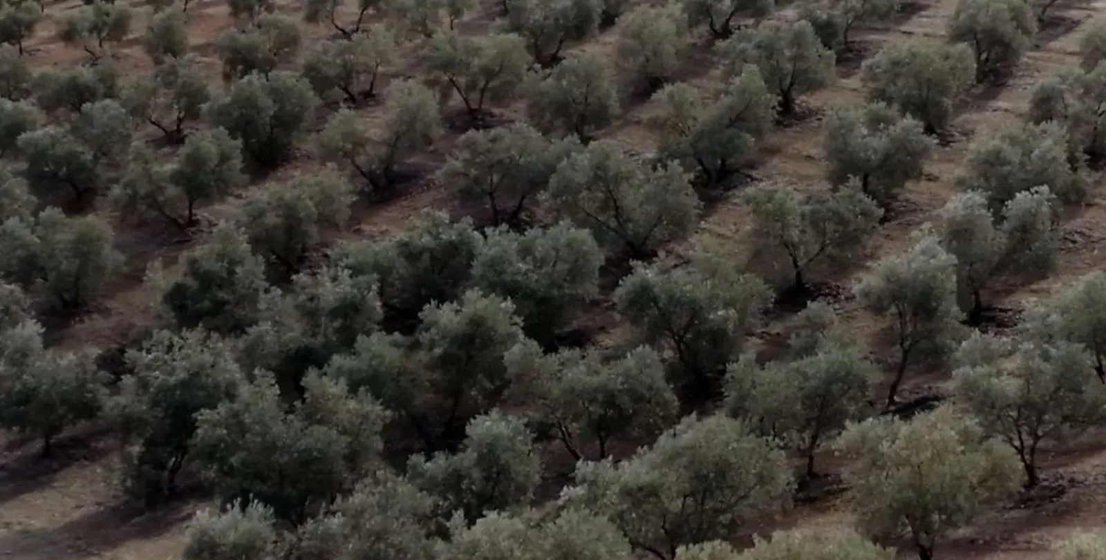 Продажа  жилого участка в Sierra de Yeguas 8