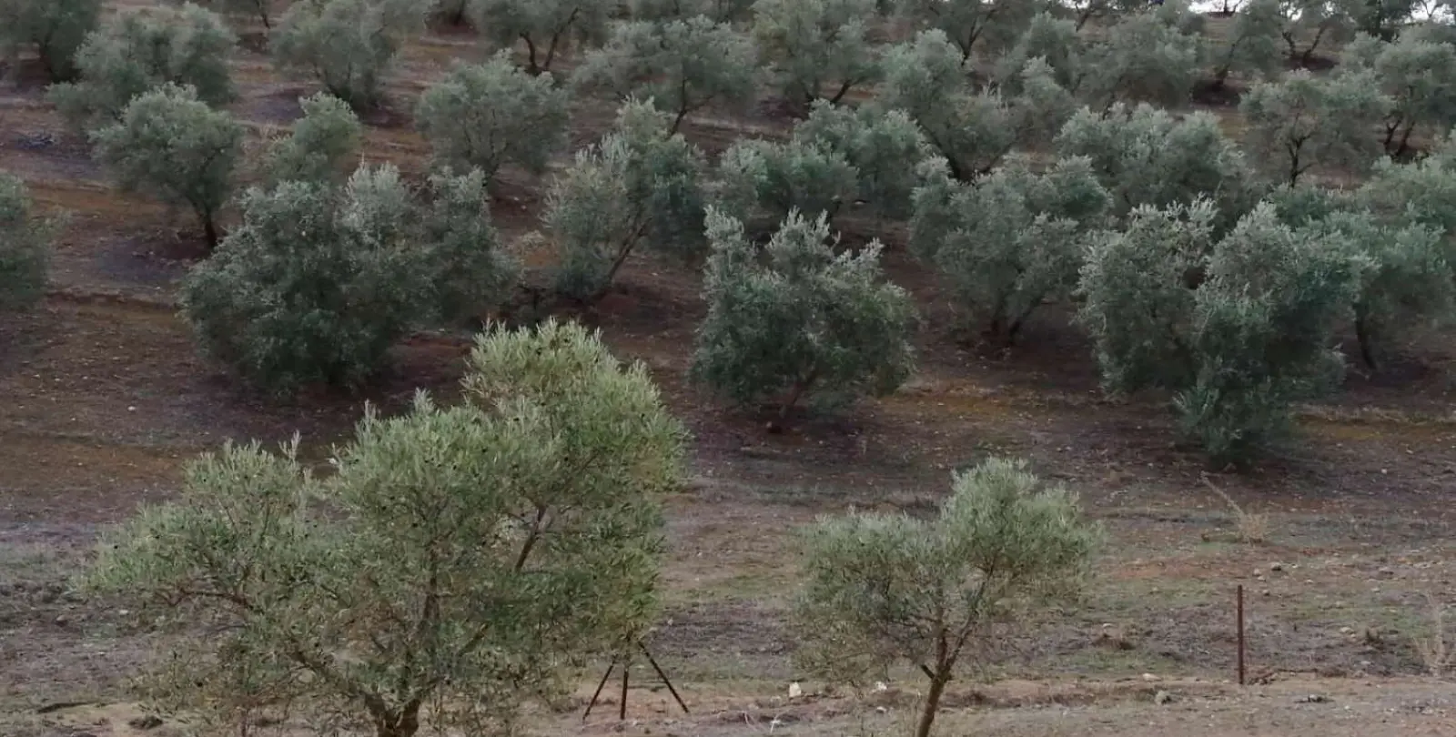 Продажа  жилого участка в Sierra de Yeguas 10