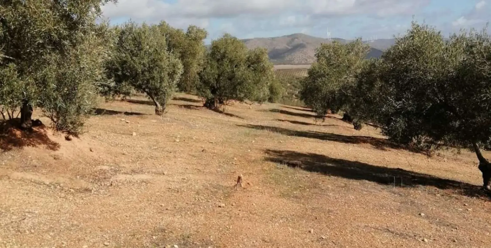 Продажа  жилого участка в Sierra de Yeguas 11