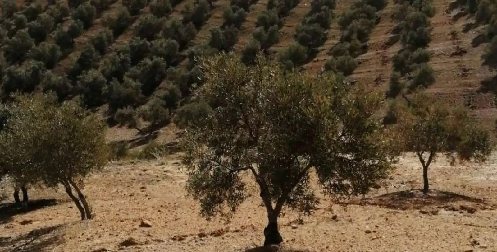 Продажа  жилого участка в Sierra de Yeguas 12