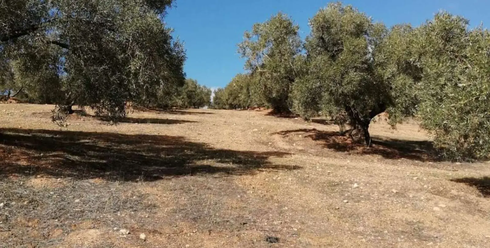 Продажа  жилого участка в Sierra de Yeguas 13
