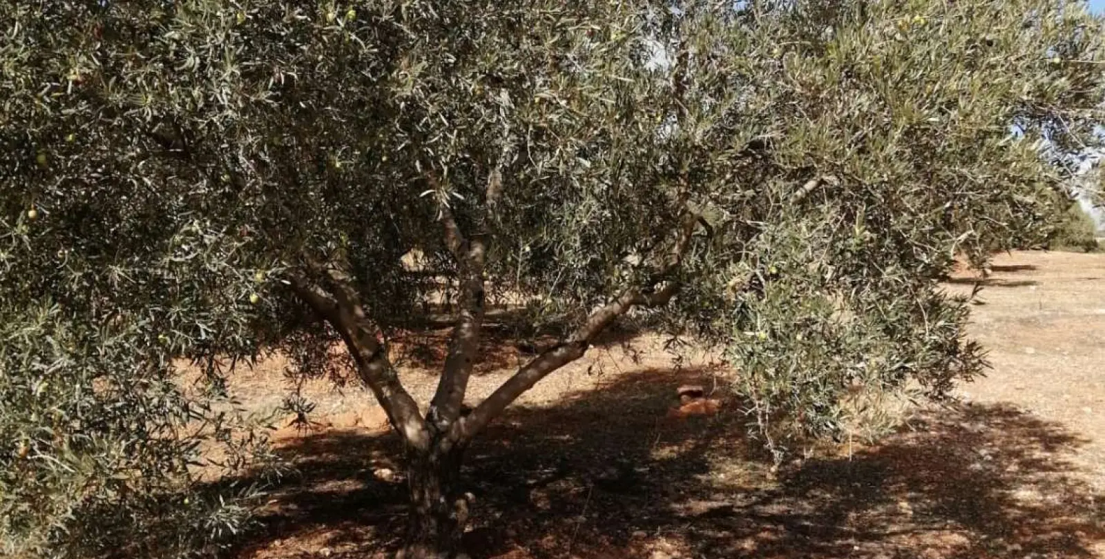 Продажа  жилого участка в Sierra de Yeguas 14
