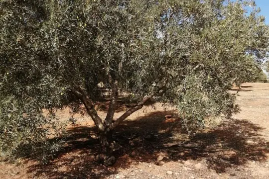Image 14 thumb