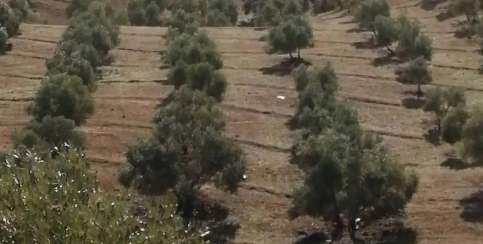 Продажа  жилого участка в Sierra de Yeguas 20