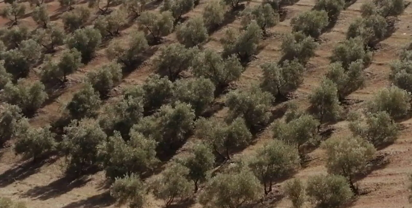 Продажа  жилого участка в Sierra de Yeguas 22