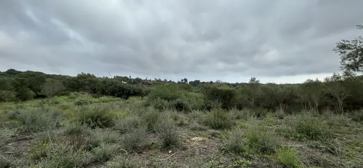 Venta de parcela residencial en Sotogrande Alto 4