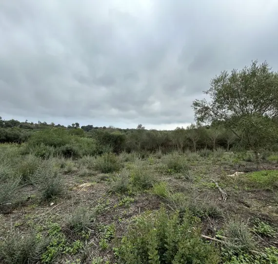 Venta de parcela residencial en Sotogrande Alto