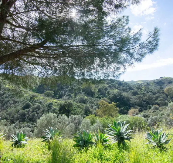 Venta de finca - cortijo en La Cala Golf