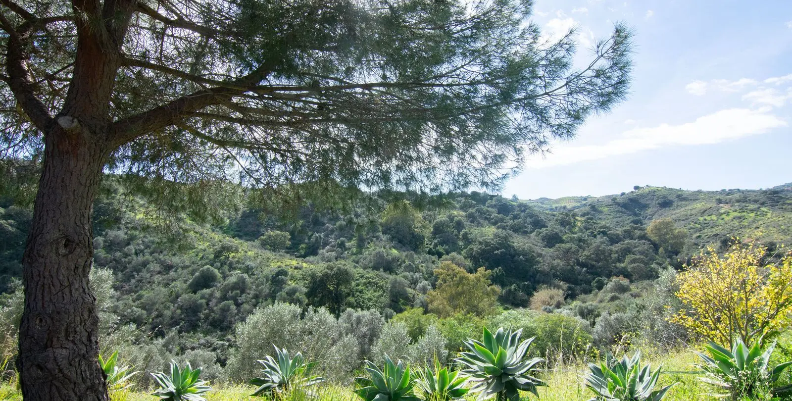Venta de finca - cortijo en La Cala Golf 2