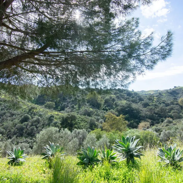 Venta de finca - cortijo en La Cala Golf