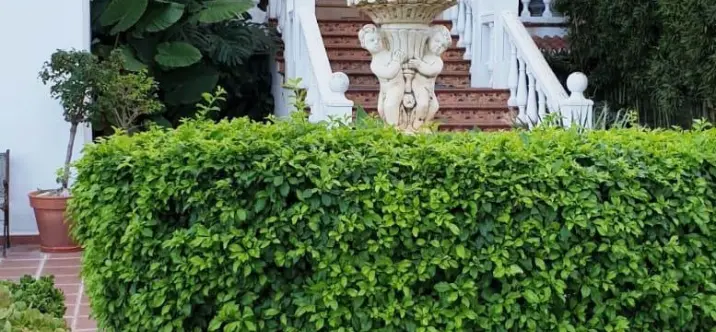 Sale of detached villa in Alhaurín de la Torre 0