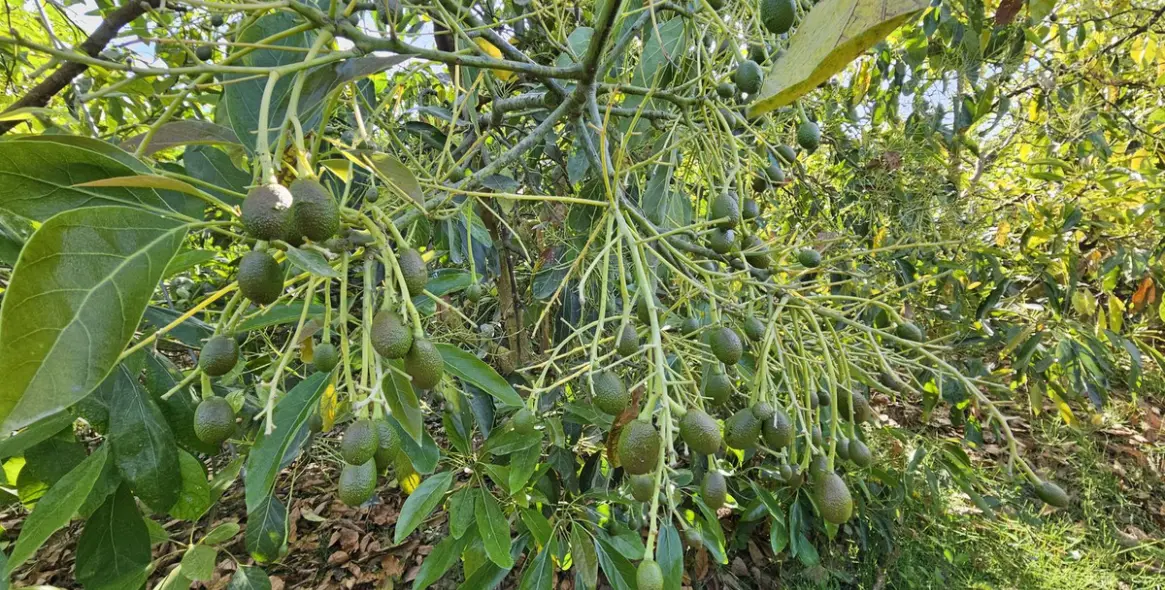 Продажа фермы в San Martín de Tesorillo 3