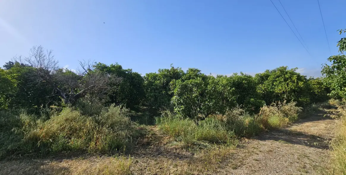 Продажа фермы в San Martín de Tesorillo 6