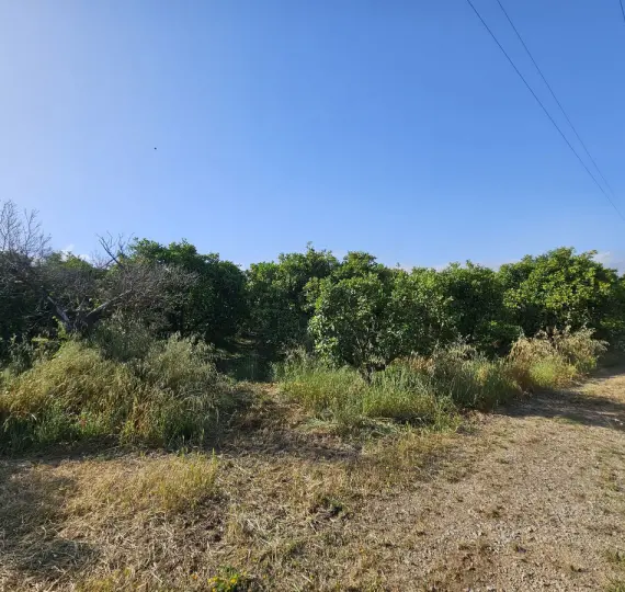 Venta de granja en San Martín de Tesorillo