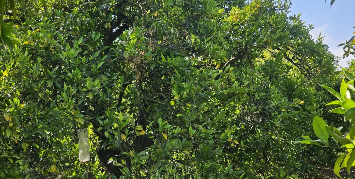 Продажа фермы в San Martín de Tesorillo 7