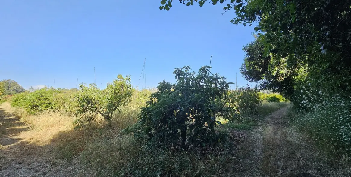 Продажа фермы в San Martín de Tesorillo 10