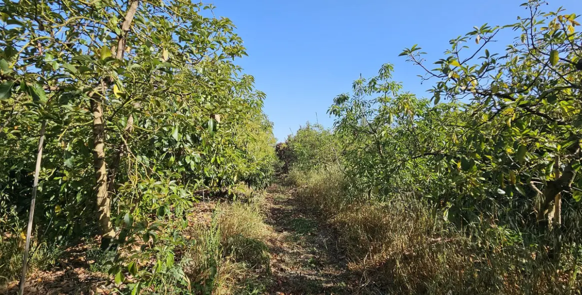 Продажа фермы в San Martín de Tesorillo 12