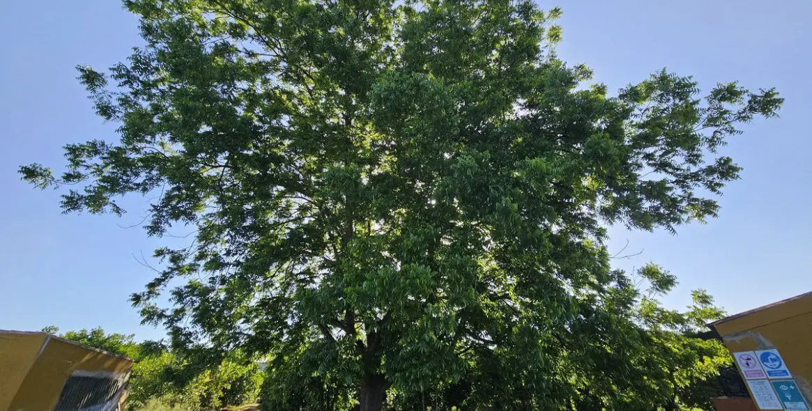 Продажа фермы в San Martín de Tesorillo 14