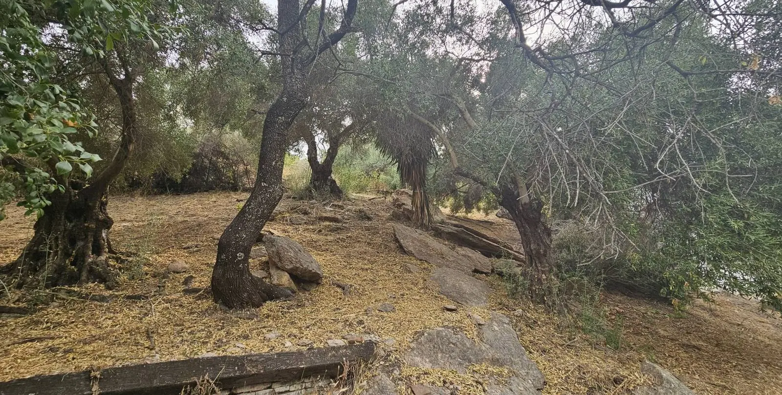 Venta de finca - cortijo en Gaucín 23