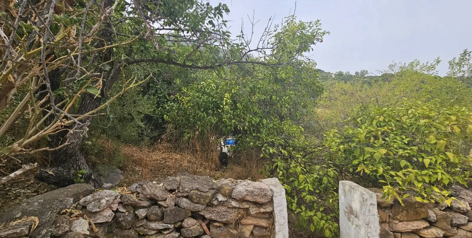 Venta de finca - cortijo en Gaucín 29