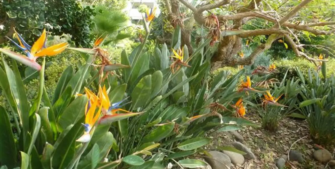 Продажа пентхауса в Guadalmina Baja 5