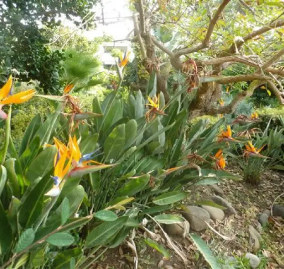 Venta de ático en Guadalmina Baja