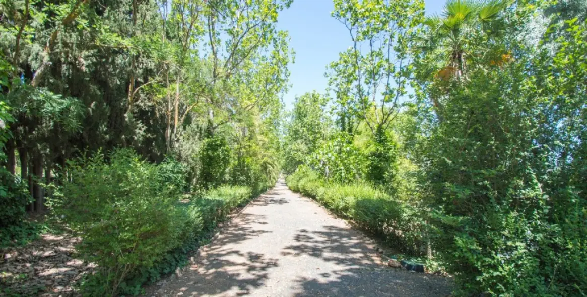 Venta de finca - cortijo en Archidona 41