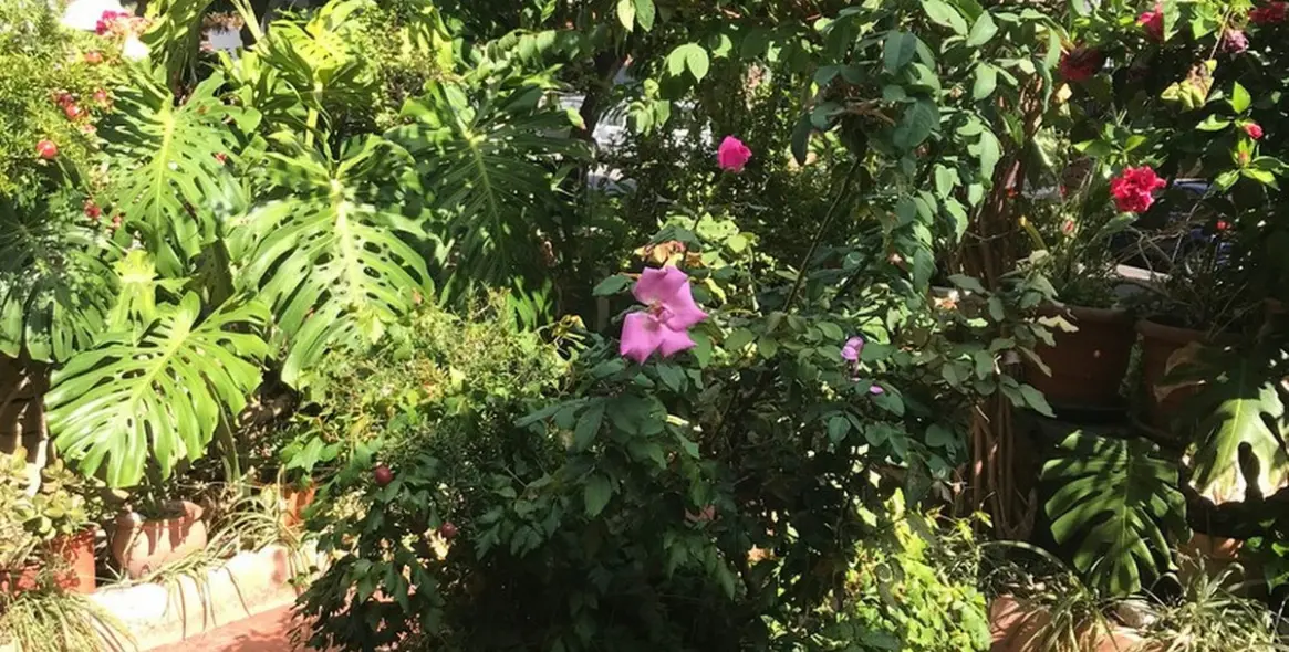 Sale of townhouse in Estepona 28