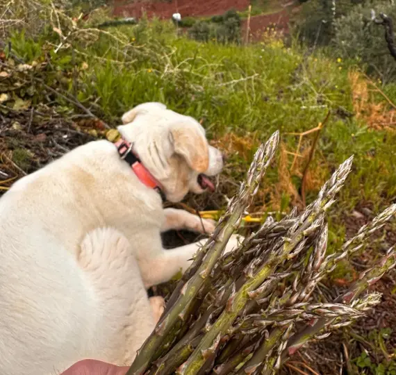 Жилой участок R4742068