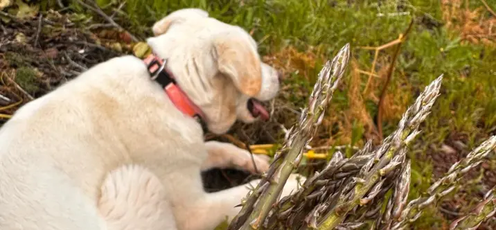 Жилой участок R4742068 1