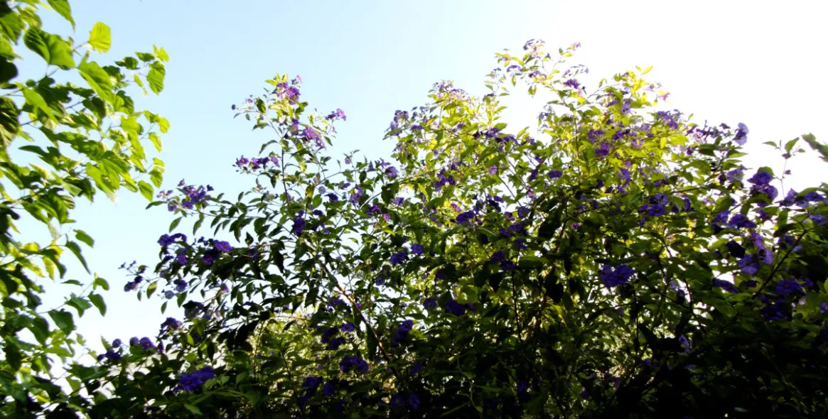 Продажа  отдельно стоящей виллы в Coín 31