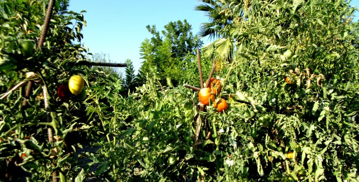 Продажа  отдельно стоящей виллы в Coín 38