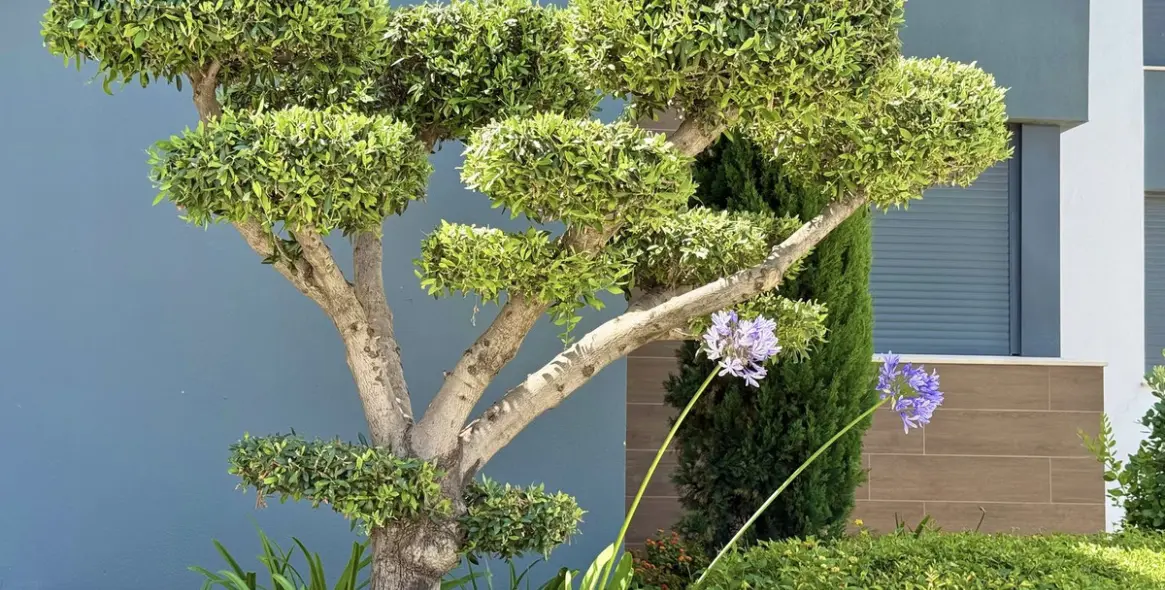 Sale of penthouse in Cabopino 59
