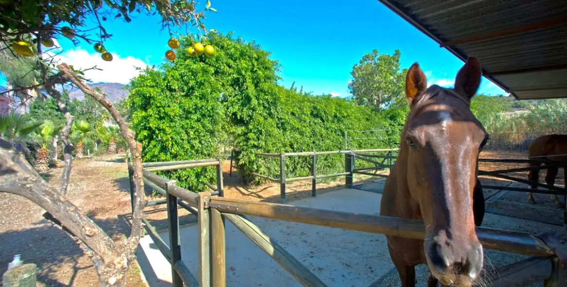 Sale of finca - cortijo in Estepona 3