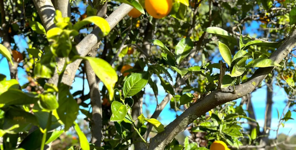 Sale of finca - cortijo in Estepona 17