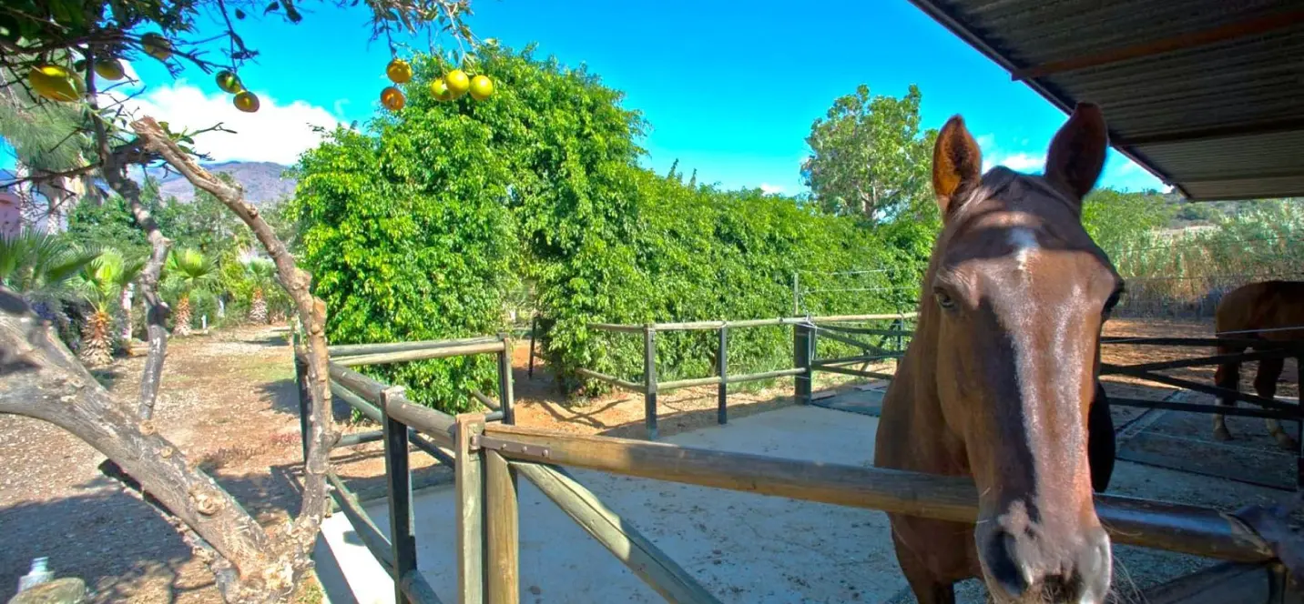Sale of finca - cortijo in Estepona 2