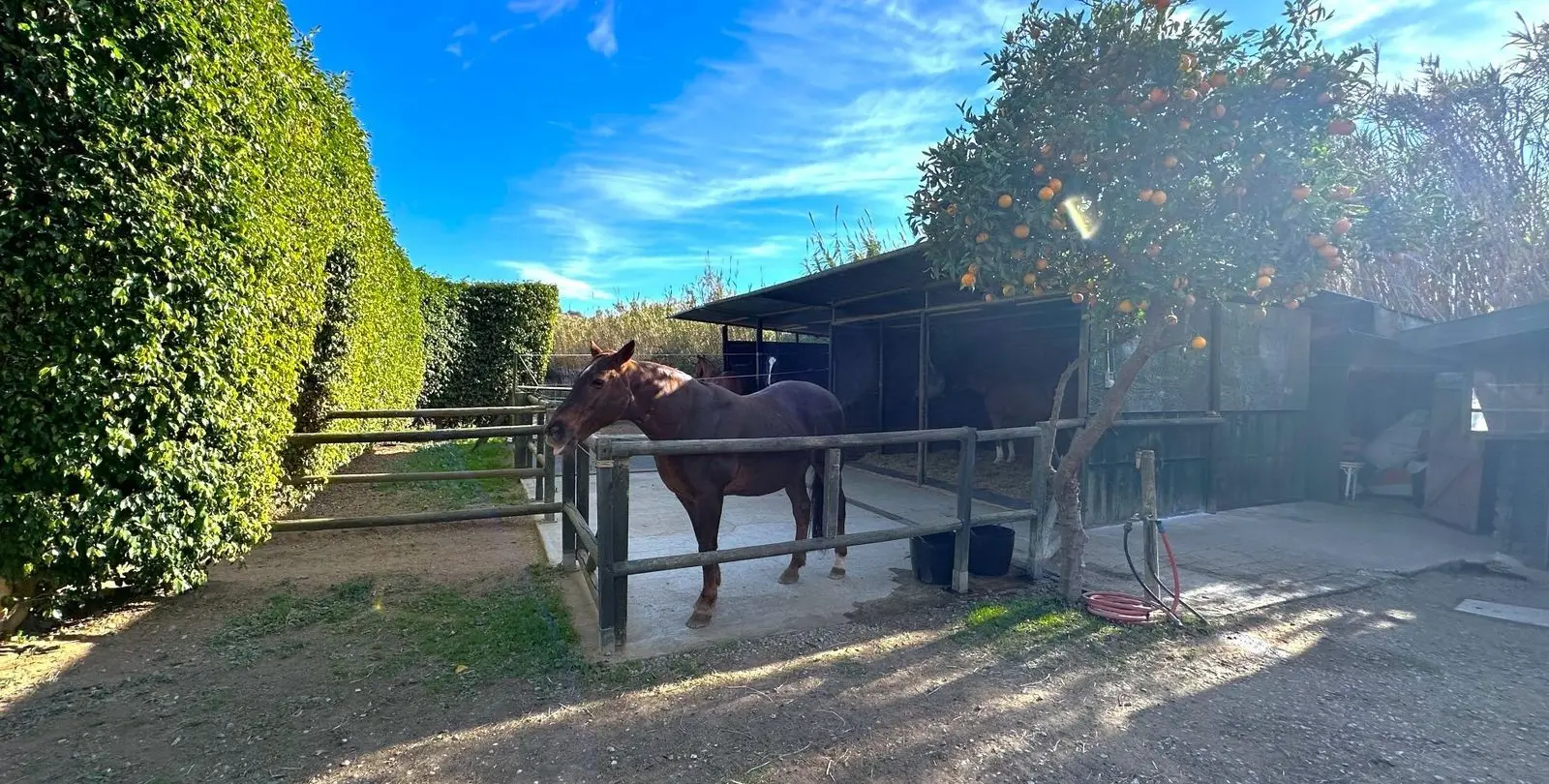 Venta de finca - cortijo en Estepona 18