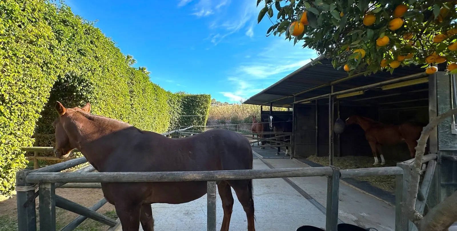 Venta de finca - cortijo en Estepona 35