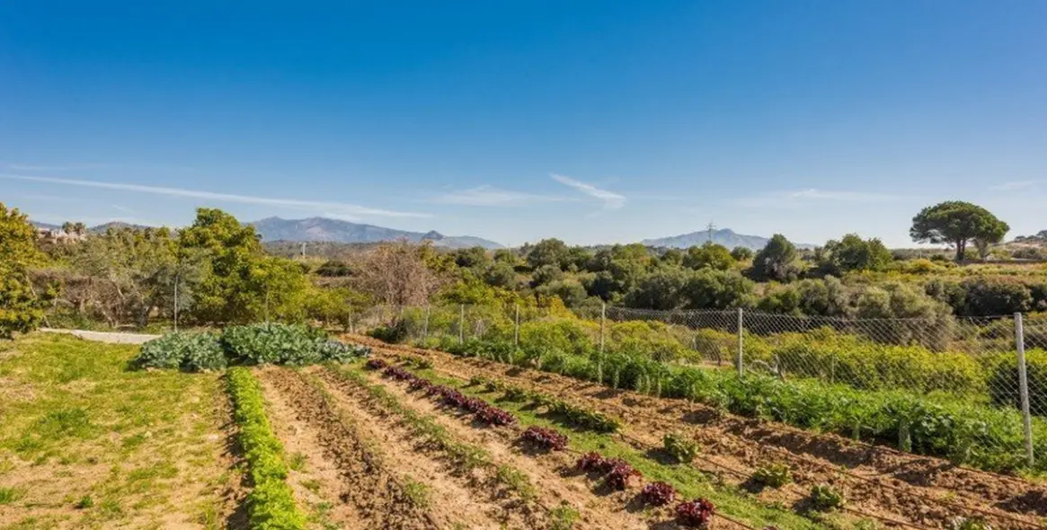 Sale of detached villa in Estepona 13