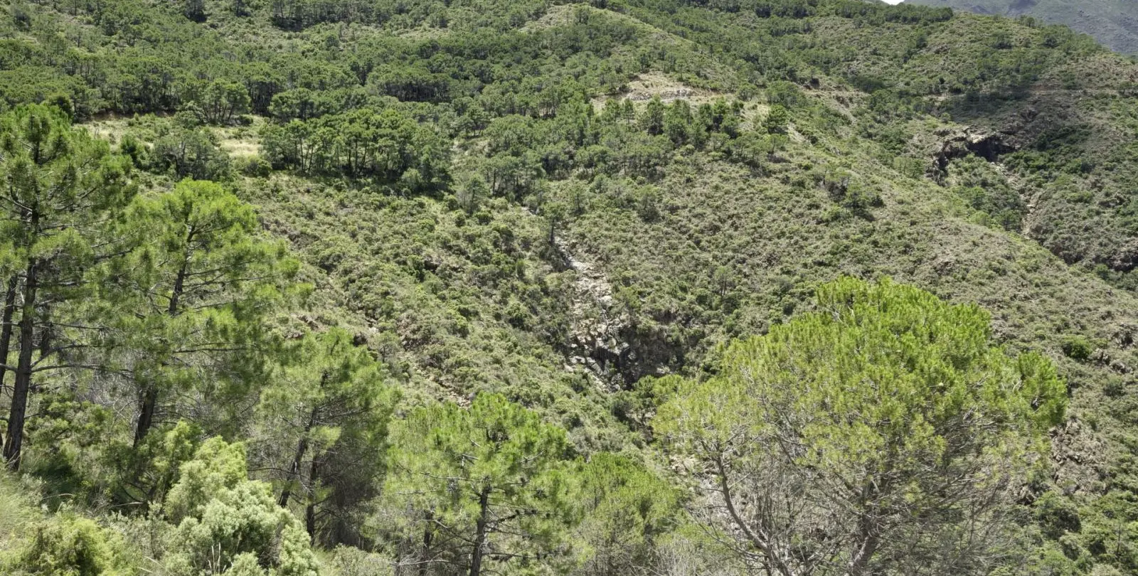 Venta de parcela residencial en Coín 17