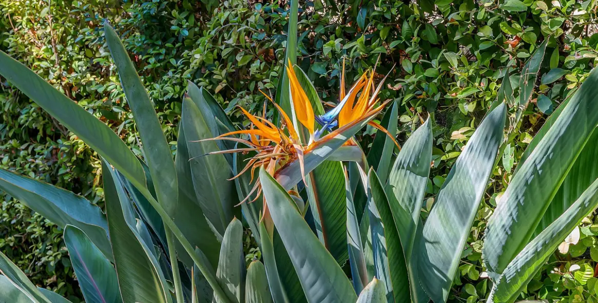 Sale of middle floor apartment in Benahavís 31