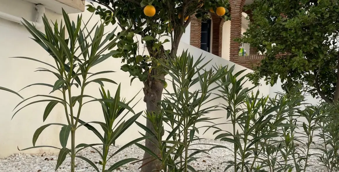 Sale of detached villa in Cerros del Aguila 96