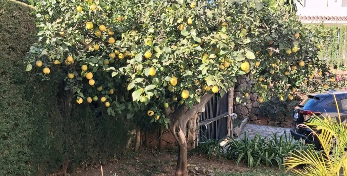 Sale of detached villa in Calahonda 38